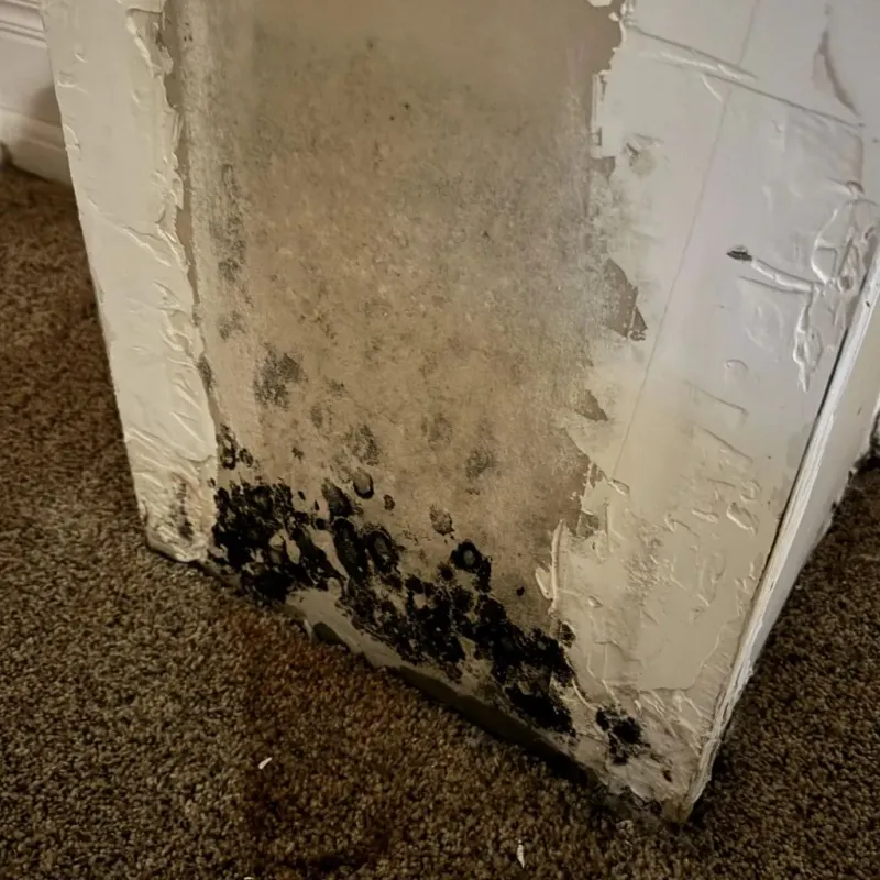 Professional Mold Removal in Riverdale, IL